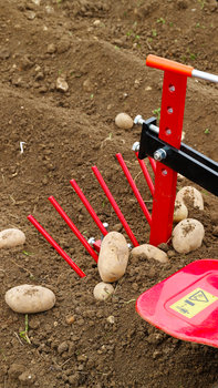 Close up of potato lifter, garden location.