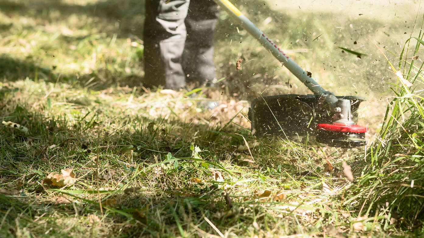 Brushcutter being used close up