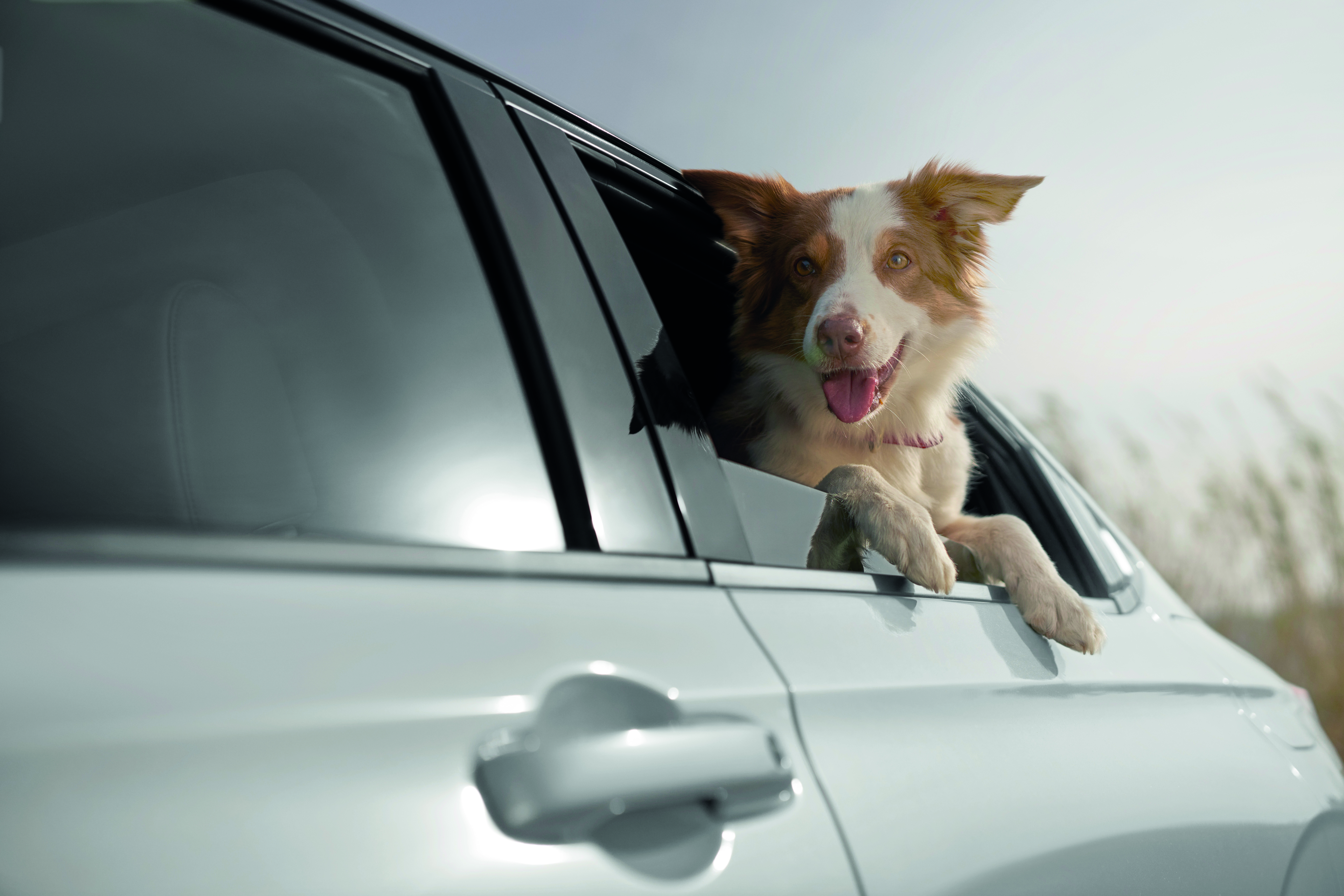 Dog hanging out of the rear window of a HR-V