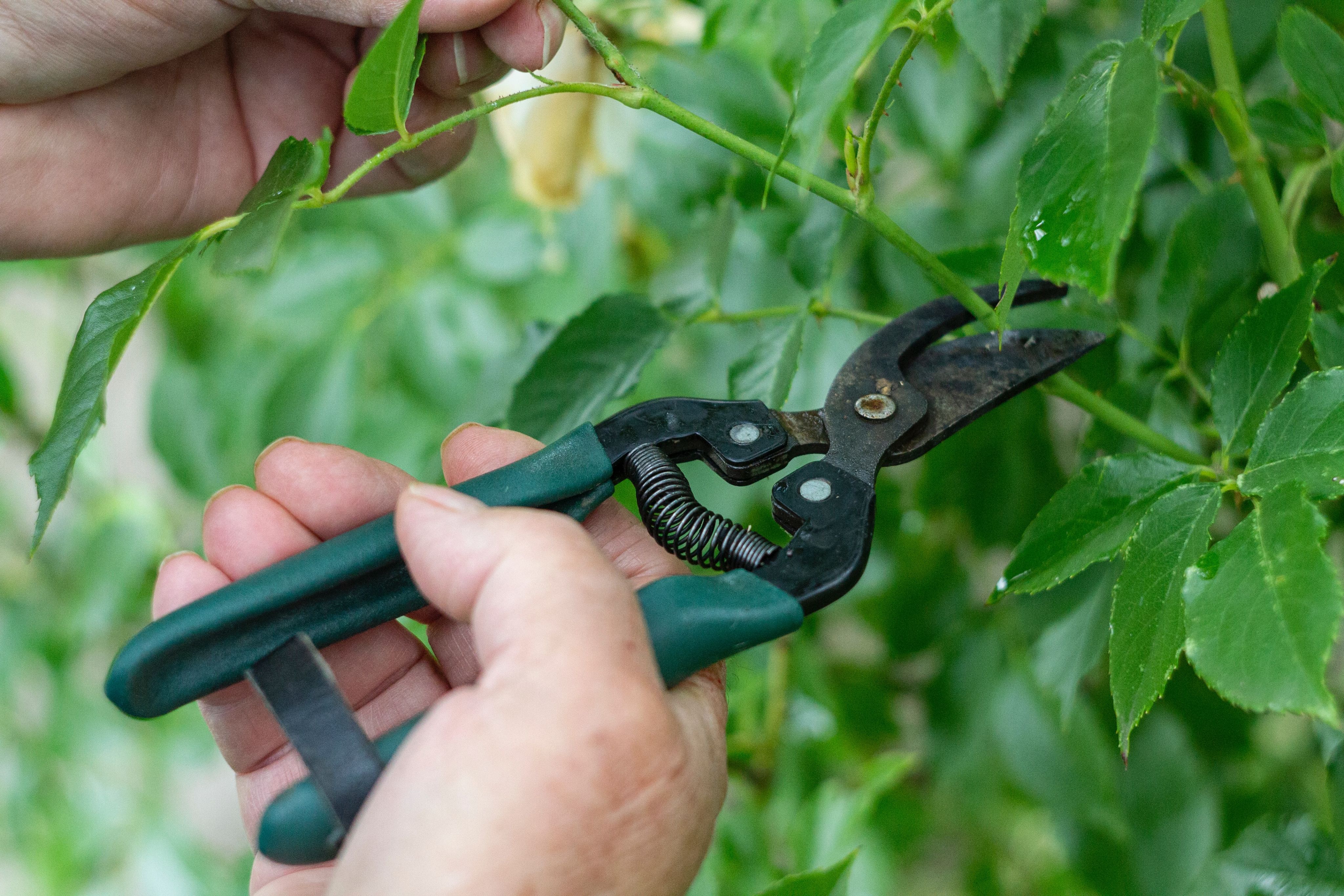 a person holding a pair of secateurs in front of a plant