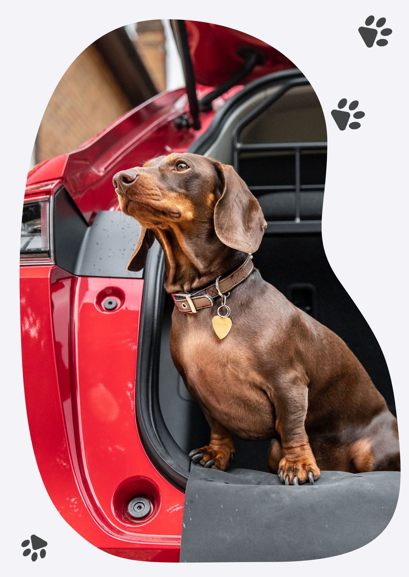 New Dog Accessory Car Packs Are Out Honda UK