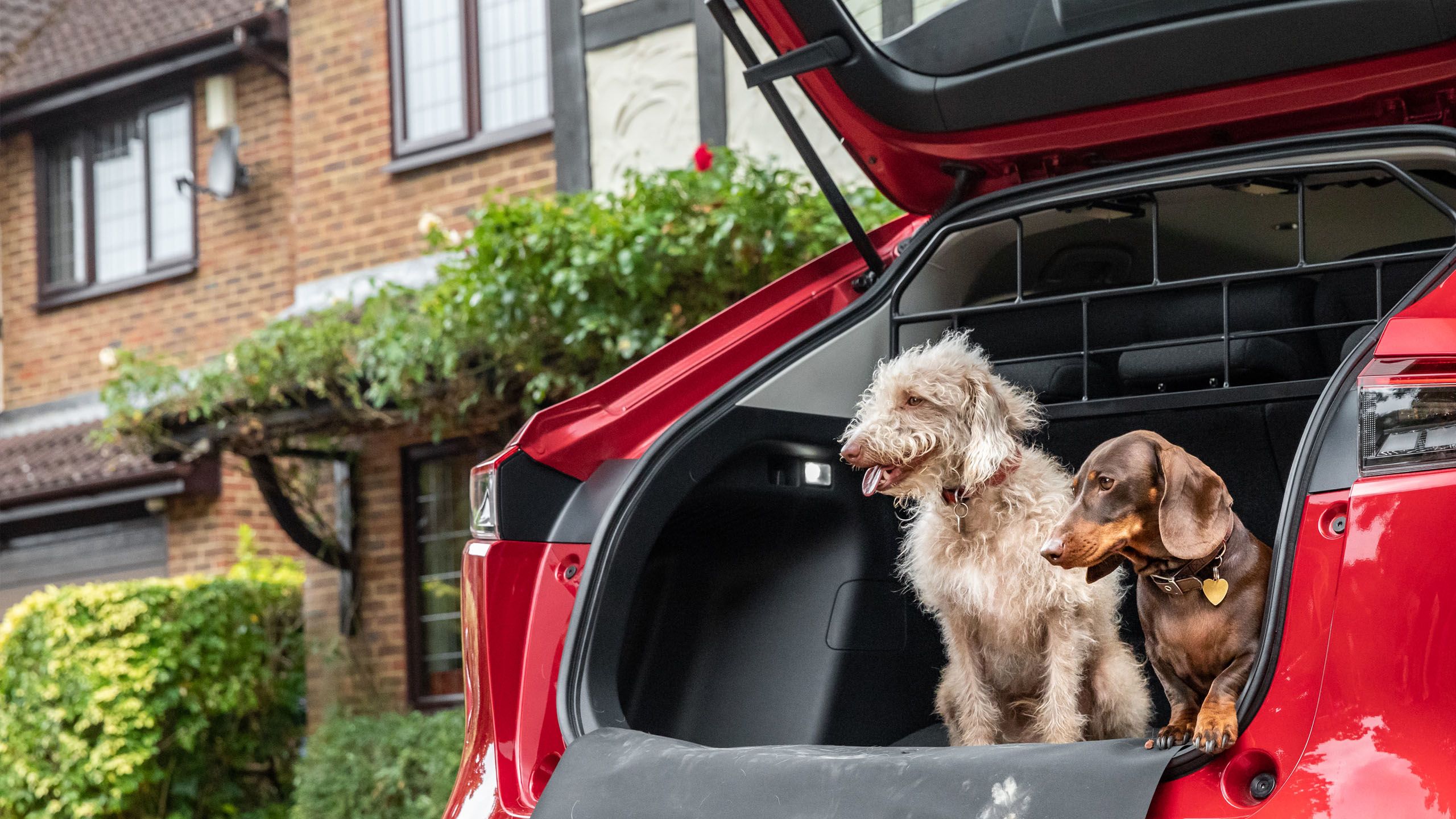 New Dog Accessory Car Packs Are Out Honda UK