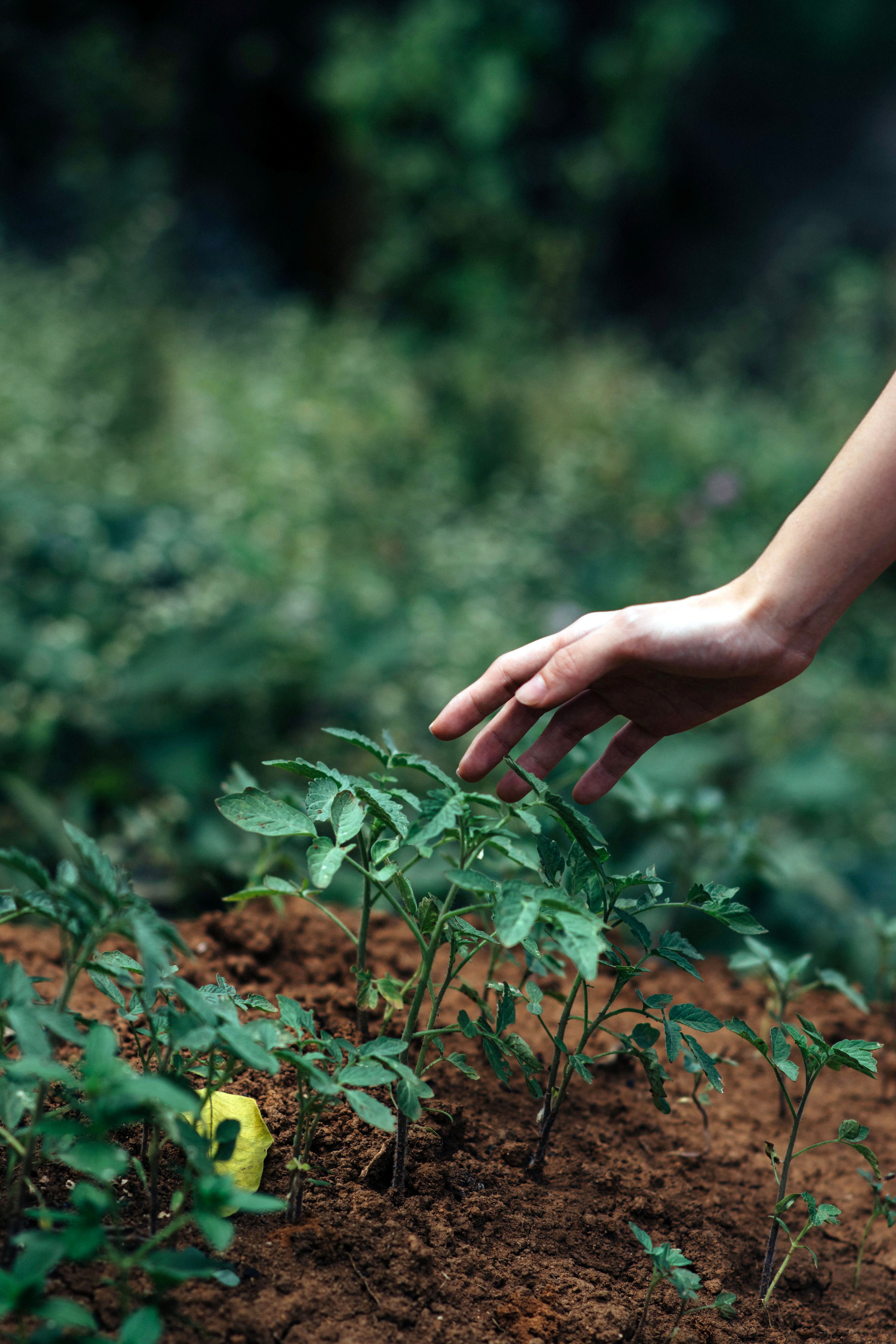 person holding green plant during daytime