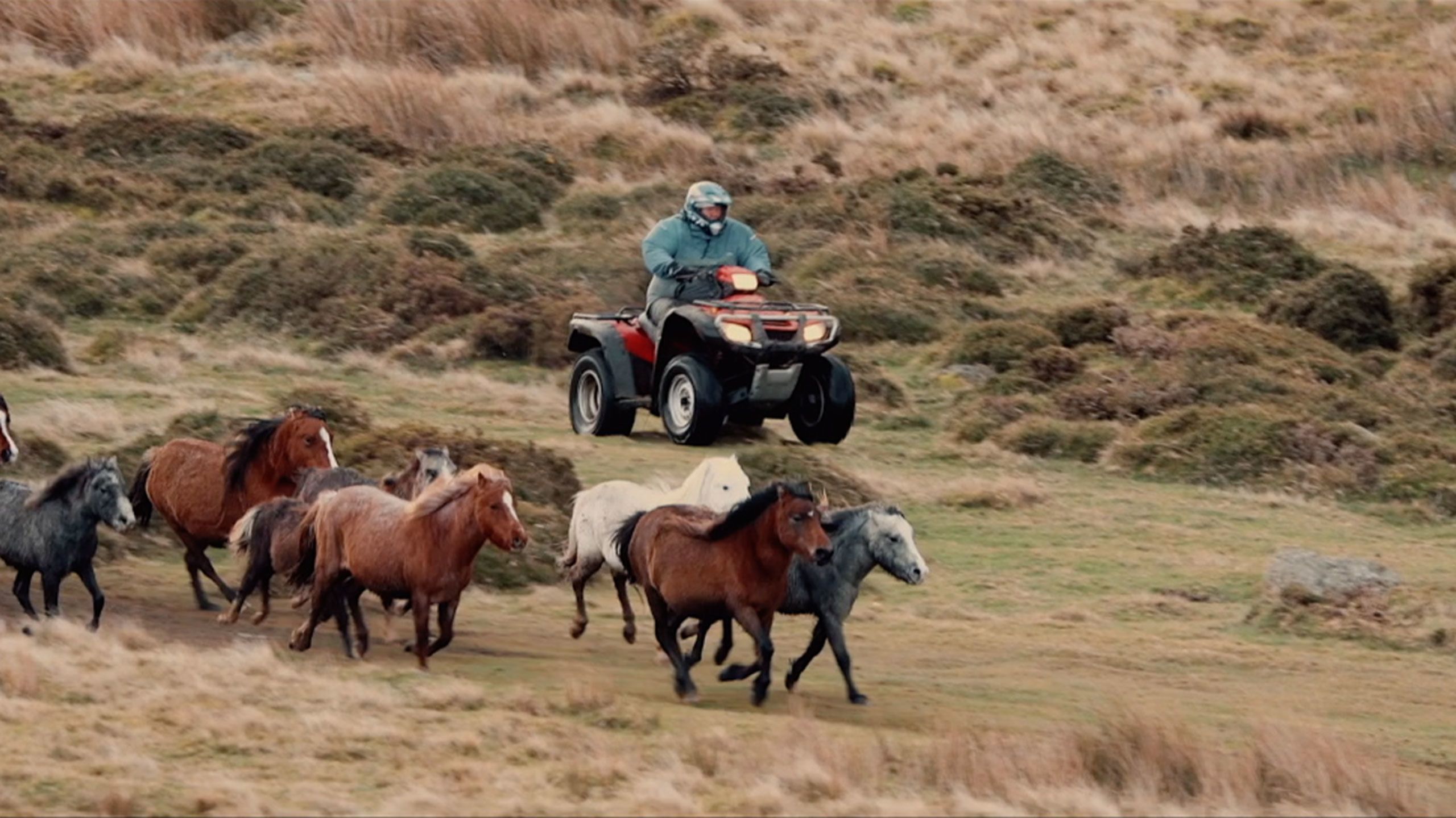Honda ATV with wild carneddau mountain ponies