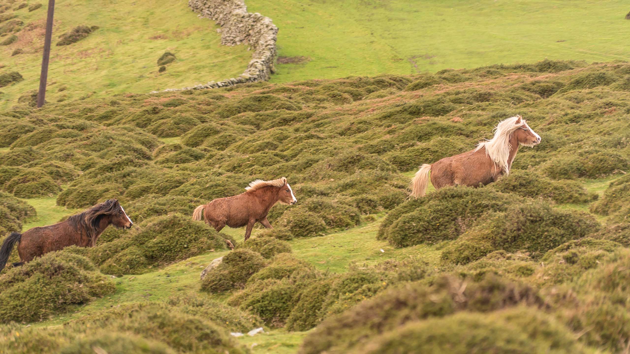 Wild Carneddau mountain ponies in the welsh mountains