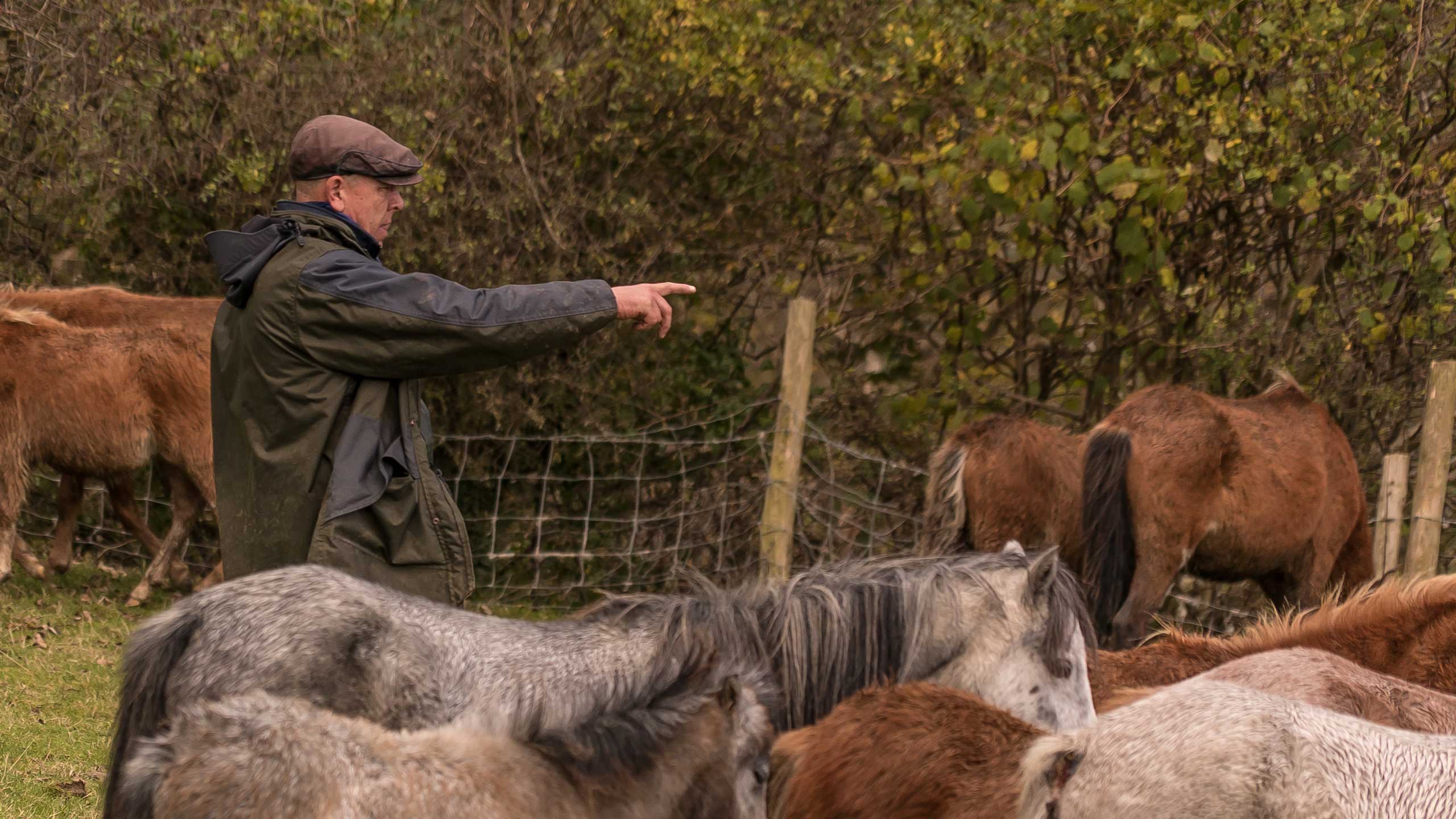 Gareth Wyn Jones with wild carneddau mountain ponies